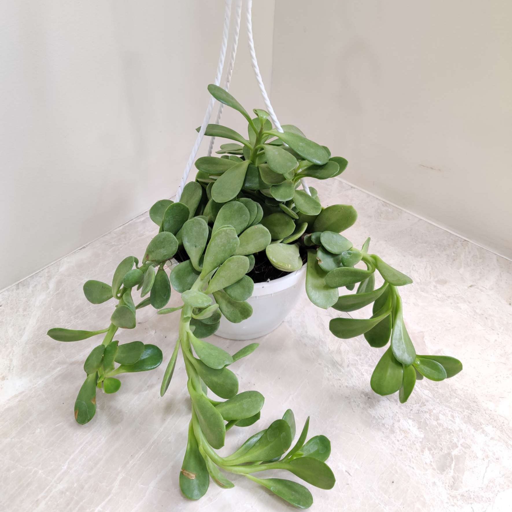 crassula hanging plant Crassula Hanging 15 cm Hanging pot – Plantsden