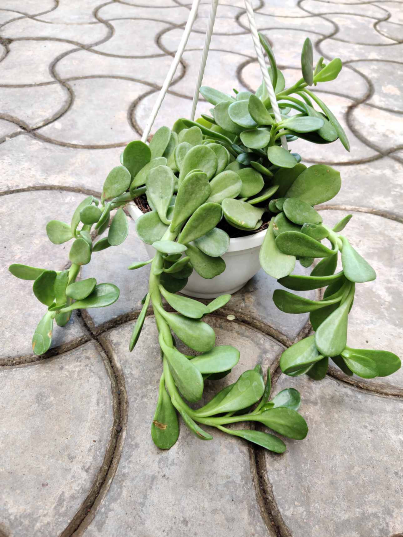 Crassula Hanging 15 cm Hanging pot