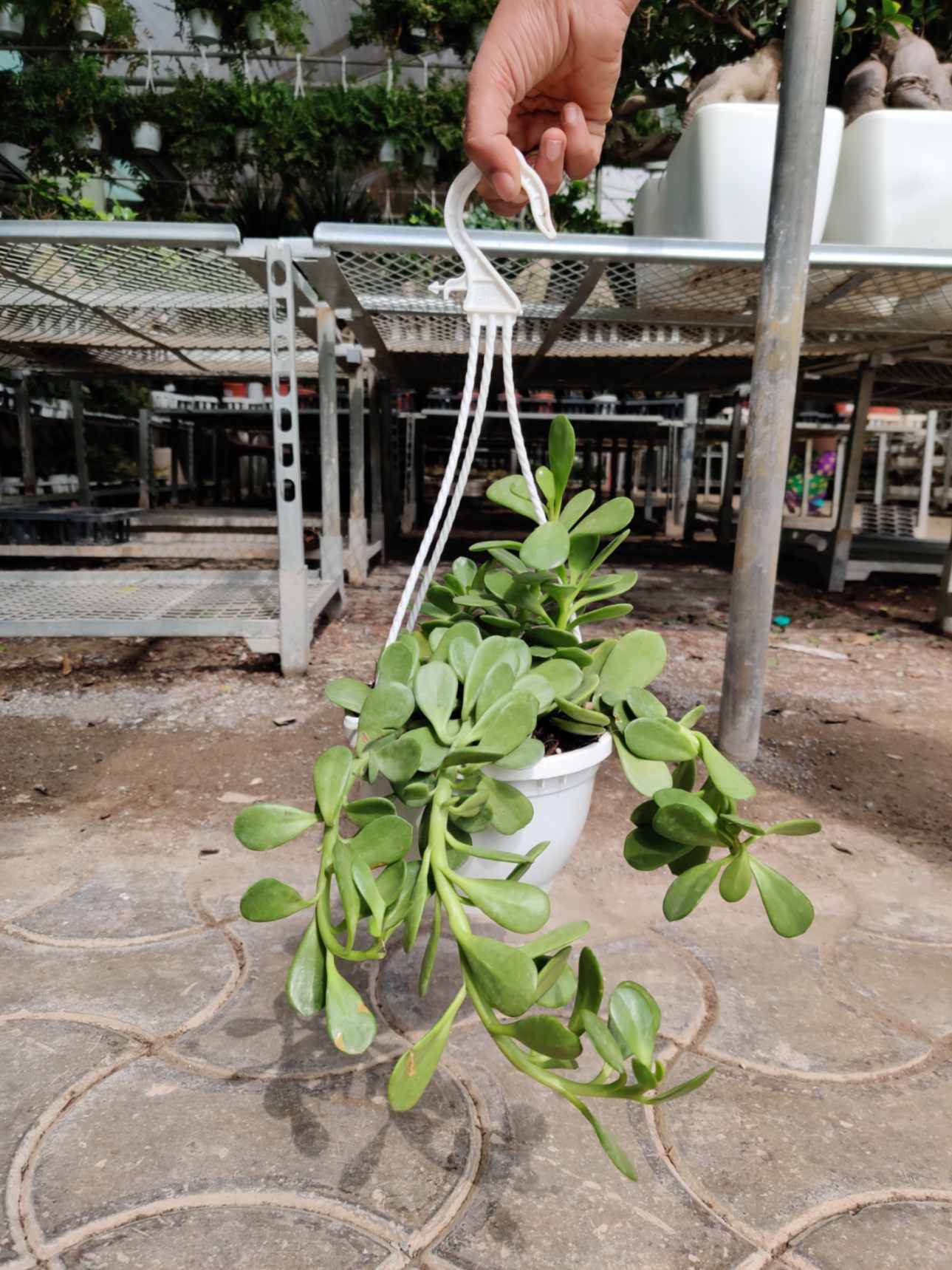 Crassula Hanging 15 cm Hanging pot