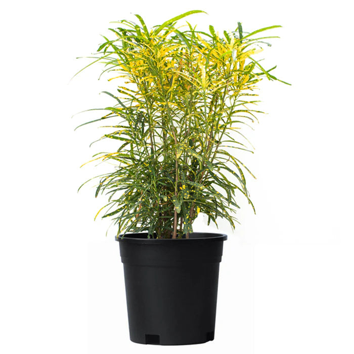 Croton Gold Dust in 4inch nursery pot