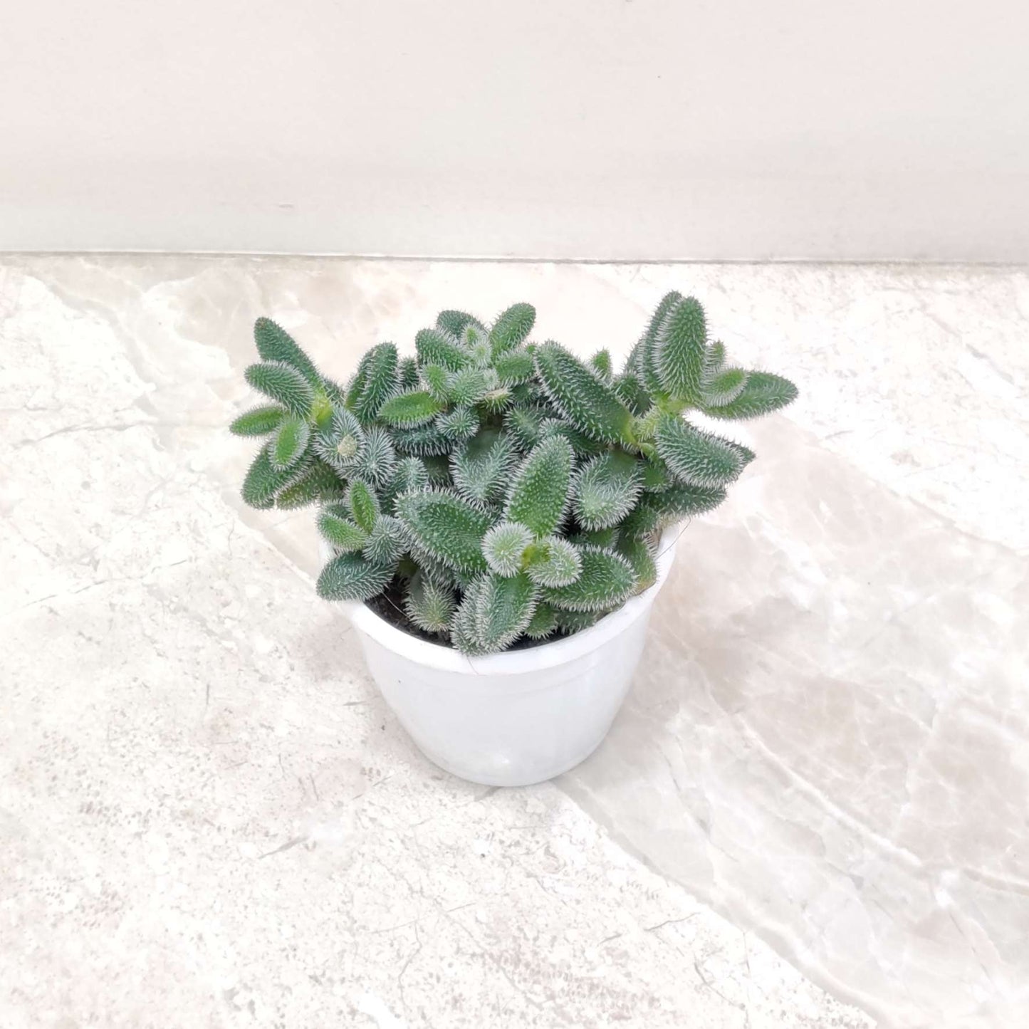 Delosperma Pruinosum 8.5 cm pot
