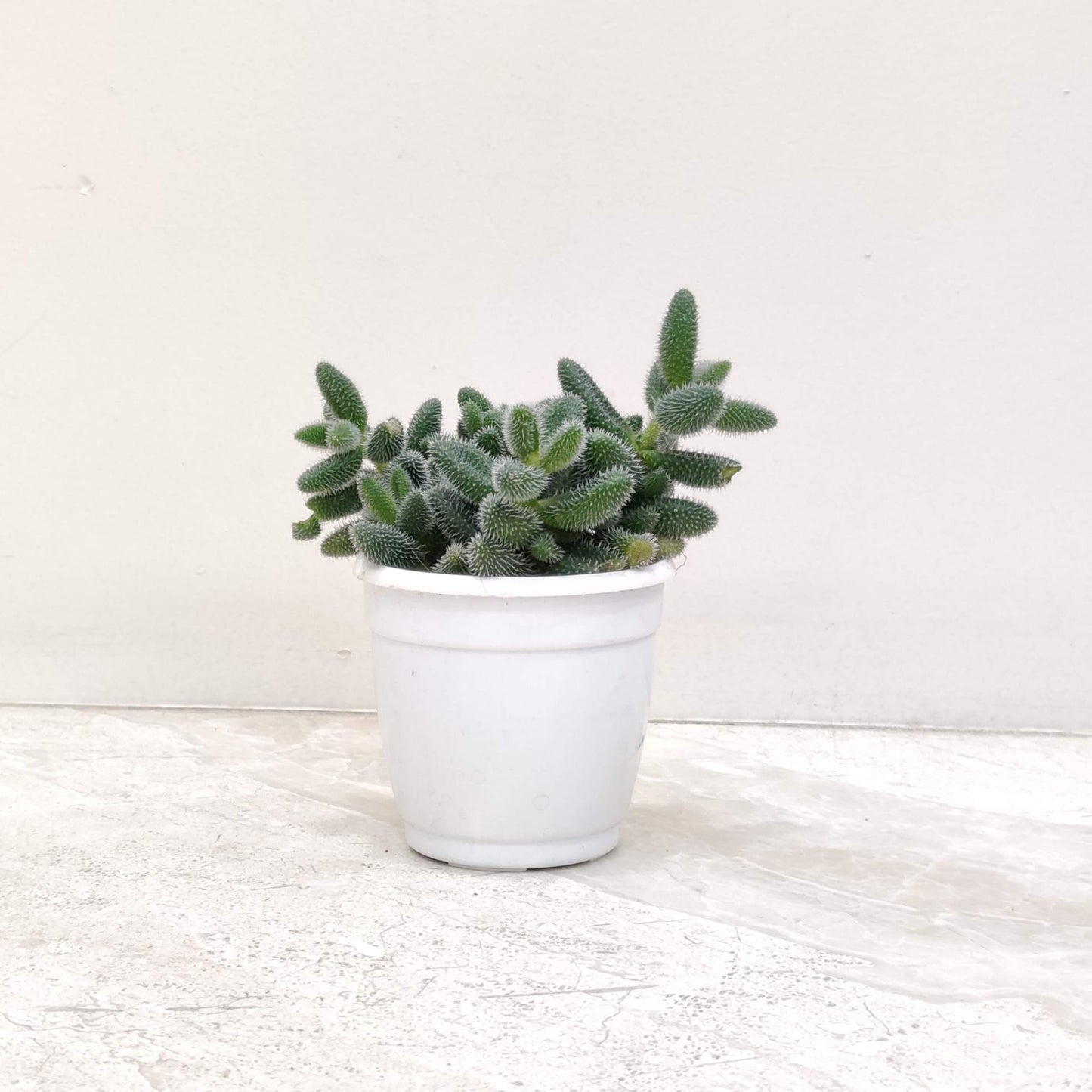 Delosperma Pruinosum 8.5 cm pot
