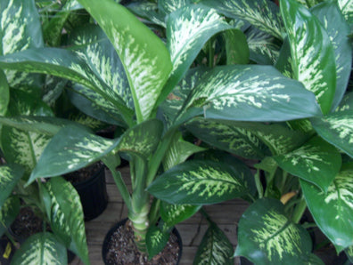 Dieffenbachia or Dumb Cane big in 8 inch pot