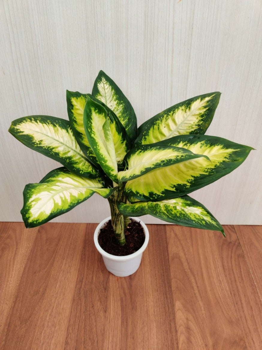 Dieffenbachia camille in 12cm white pot
