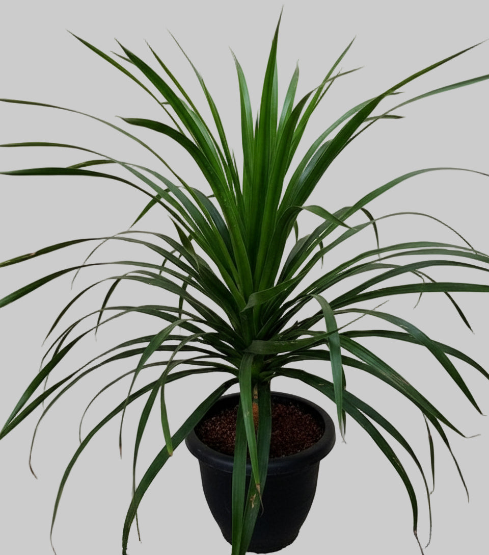 Dracaena draco (Dragon Tree) 1+ ft height in 6inch pot