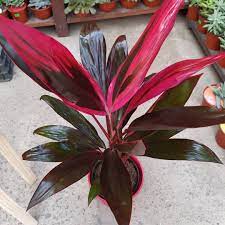 Dracaena Ruby in 5inch pot -- 1to 2ft heaight