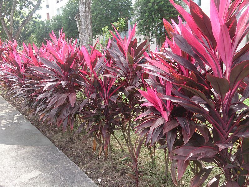 Dracaena Ruby in 5inch pot -- 1to 2ft heaight