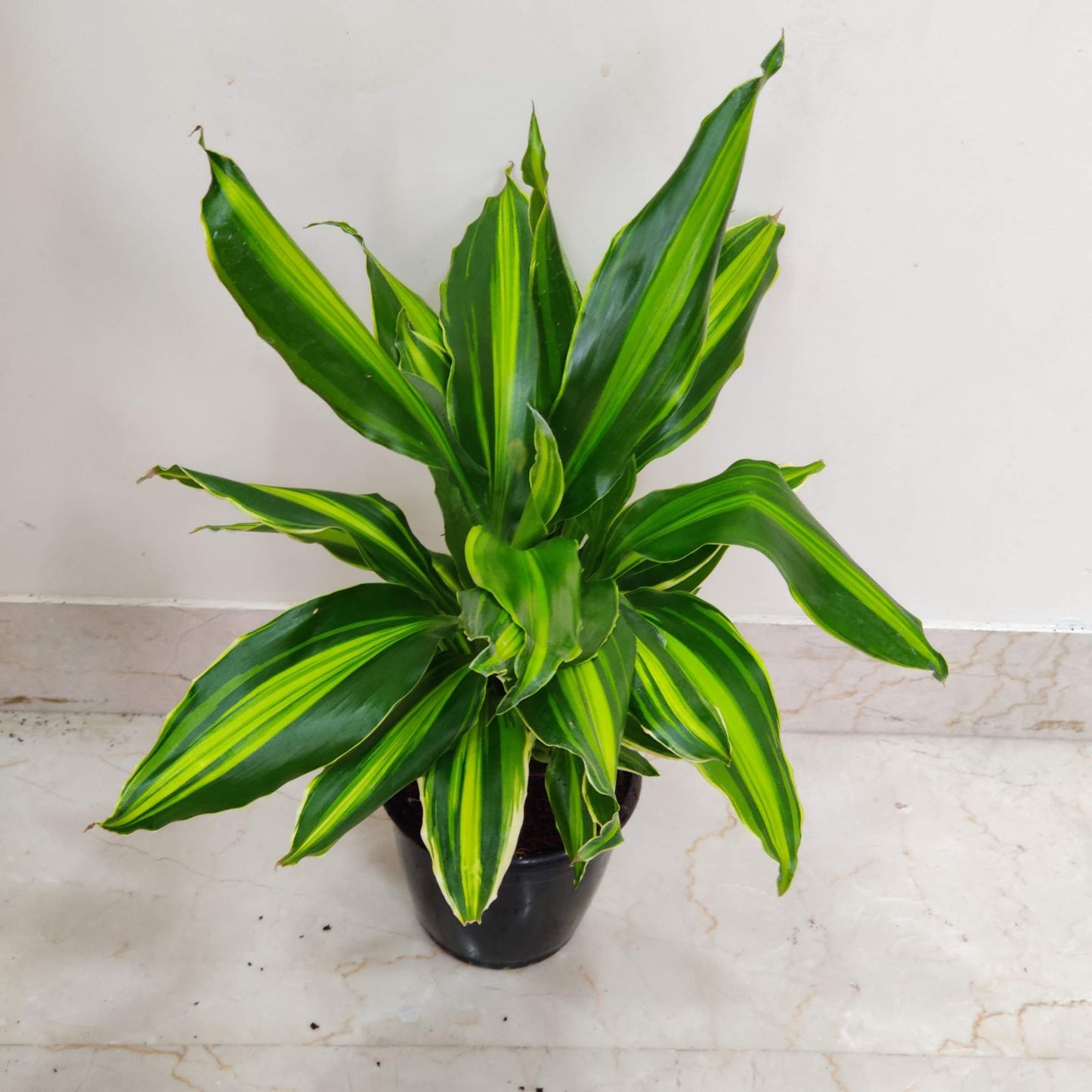 Potted plant with green and yellow leaves on a light-colored floor.