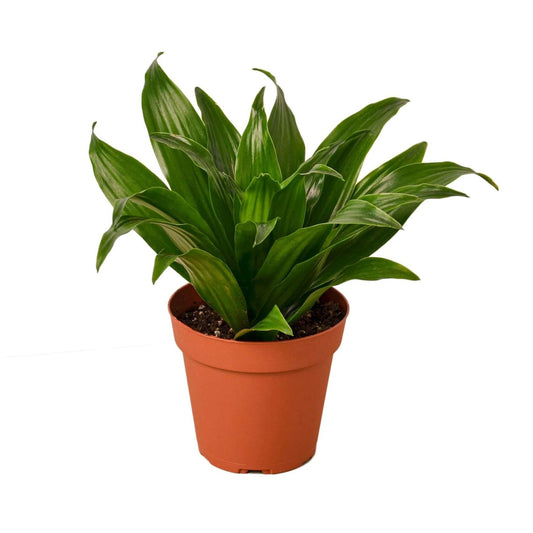 Dracaena 'Janet Craig' in 5inch pot