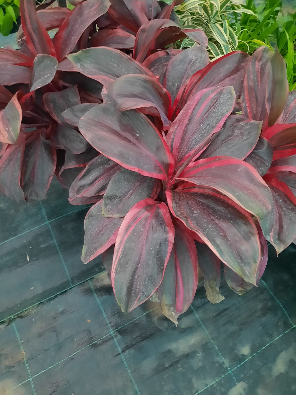 dracaena red ruby Dracaena Ruby dwarf in 5inch pot -- 1to 2ft height – Plantsden