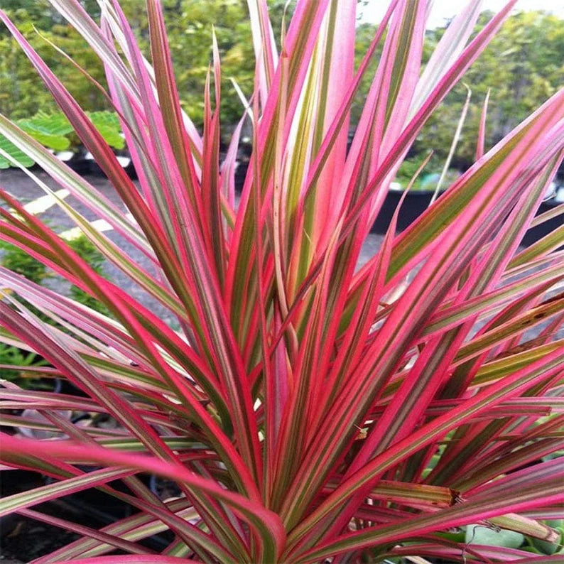 Dracaena tricolor or Dracaena marginata in 4inch pot - 1-2ft height