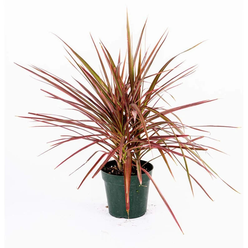 Dracaena tricolor or Dracaena marginata in 4inch pot - 1-2ft height