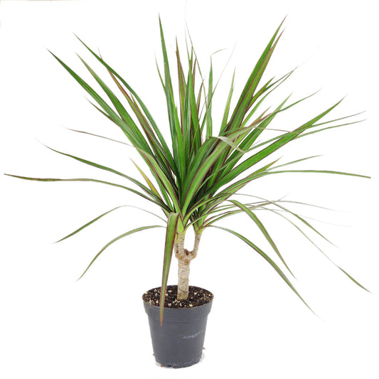 Dracaena Green in 5inch pot  -- 1-2 ft height