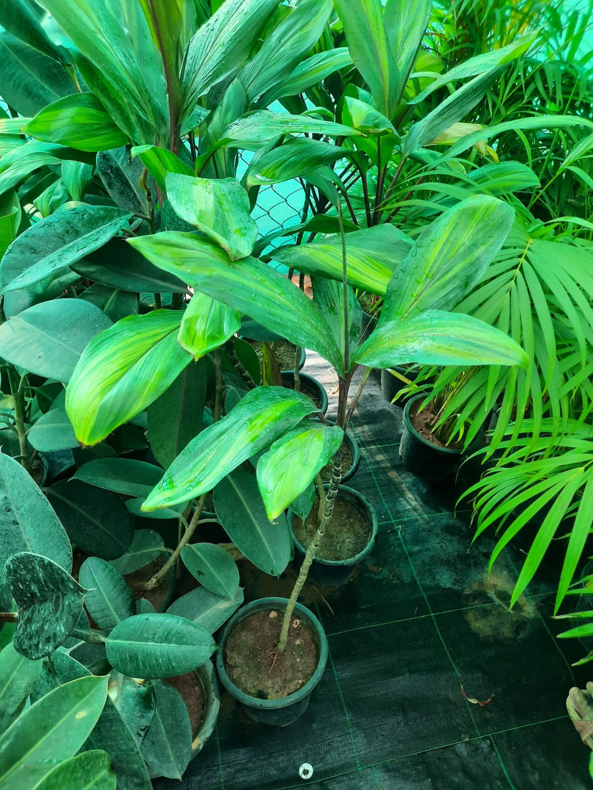 Potted plants on a green surface with a blurred background