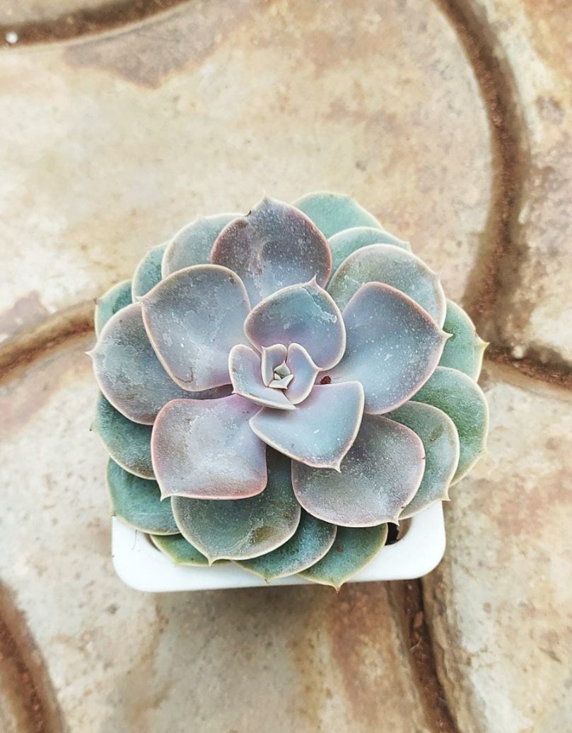 Echeveria Pearl of Nurnberg in 8cm pot
