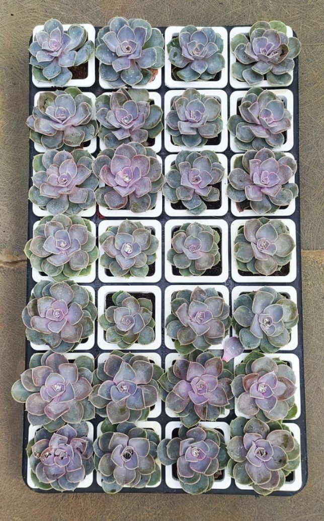 Echeveria Pearl of Nurnberg in 8cm pot