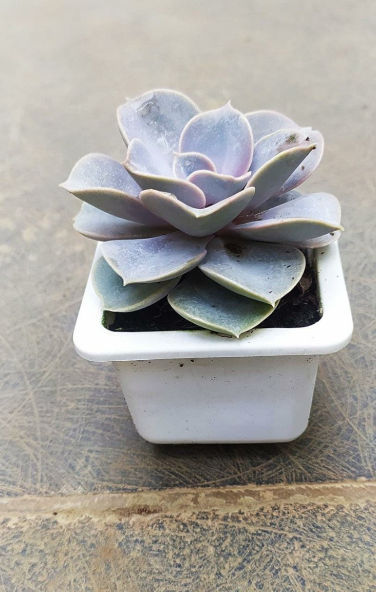 Echeveria Pearl of Nurnberg in 8cm pot