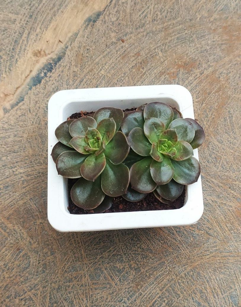 Echeveria 'Melaco' Small 8.5 cm pot