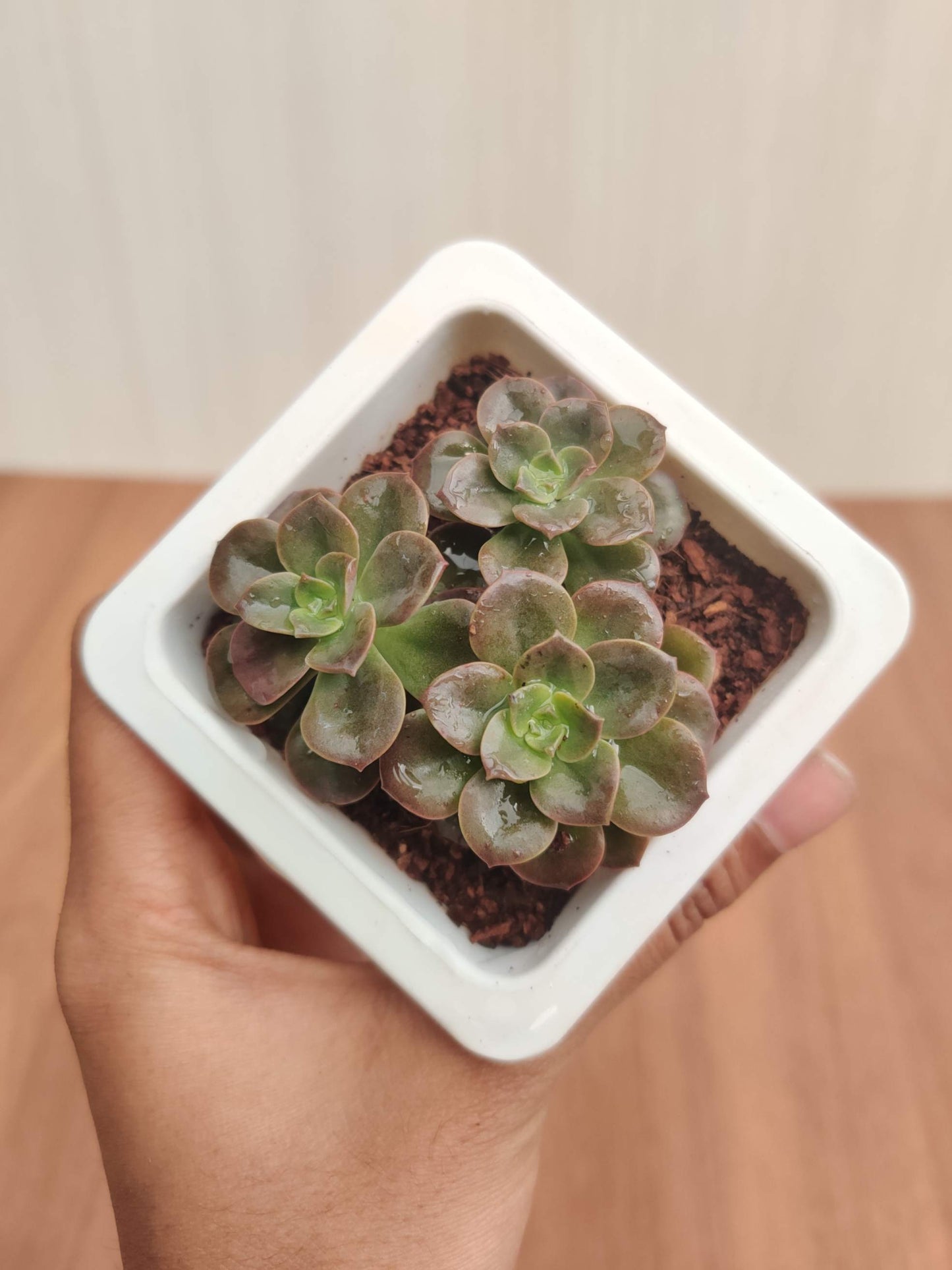 Echeveria 'Melaco' Small 8.5 cm pot