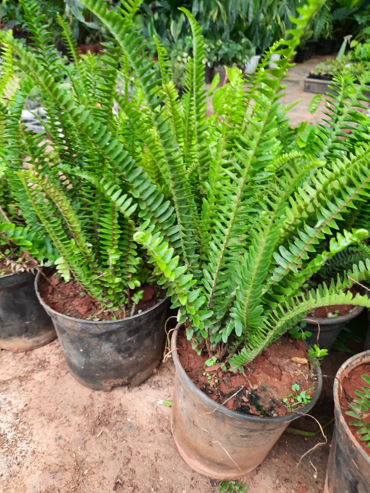 Fern Plant in 5inch pot