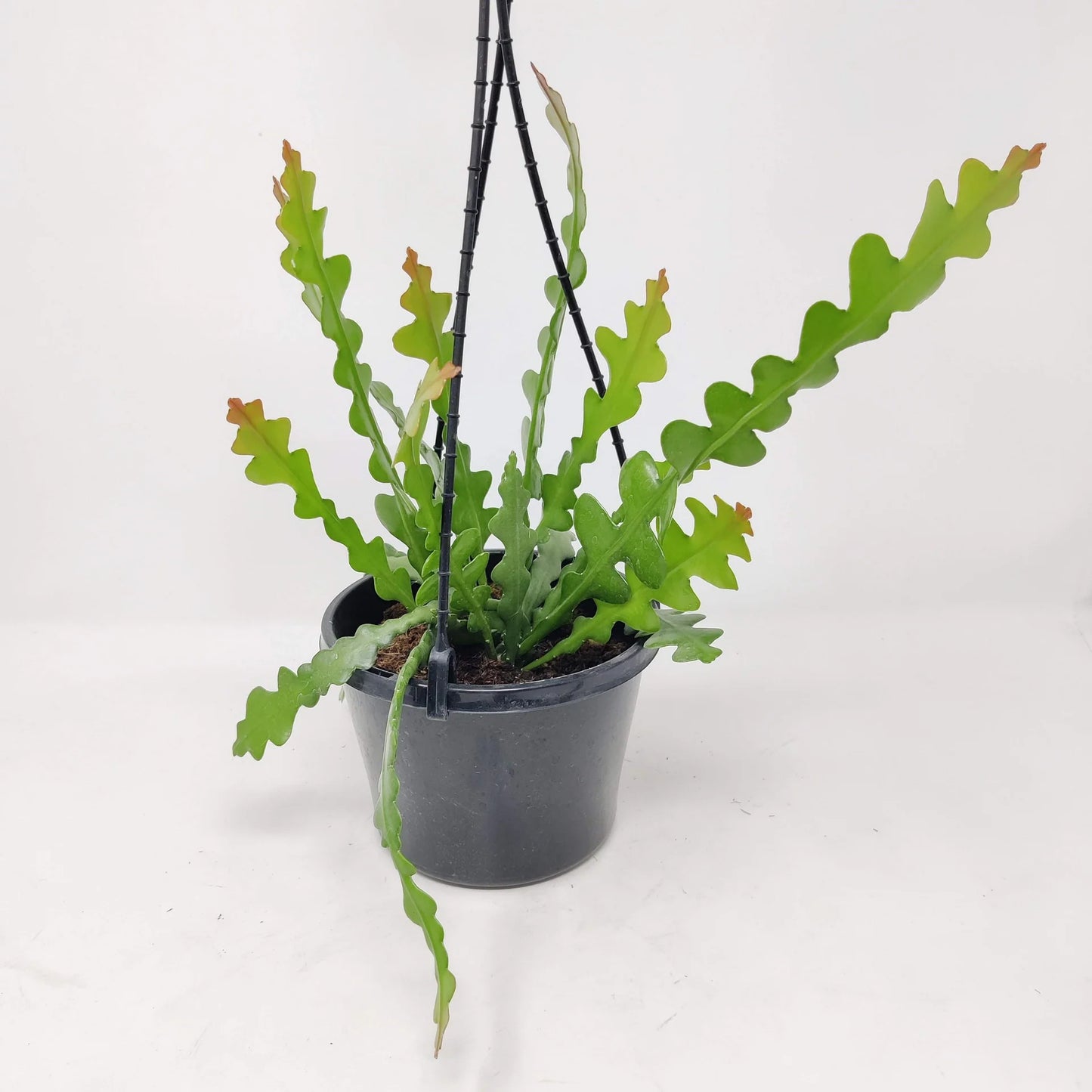 Fishbone Cactus in 6inch hanging pot