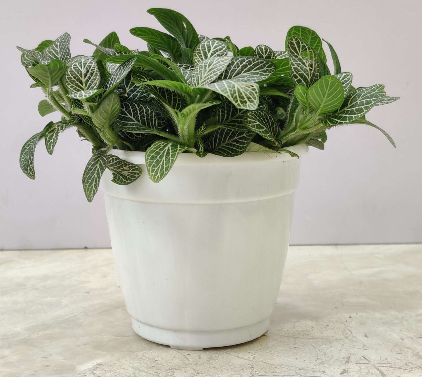 Fittonia (Nerve Plant) Green Plant in 9cm pot