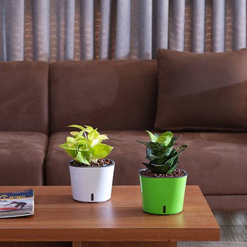 Gardencia cube(assorted color)