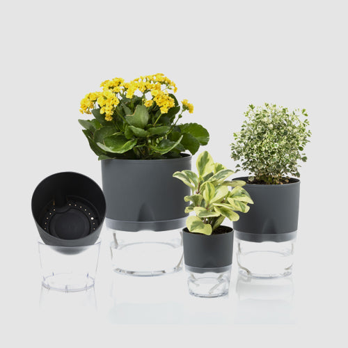 Gardencia lobello(assorted color) - 5inch plastic pot