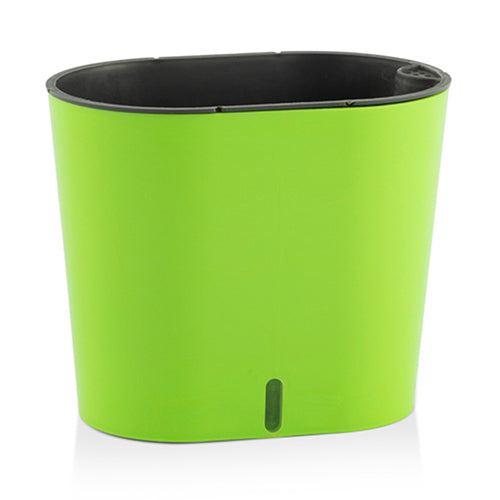 Gardencia cavender(assorted color)