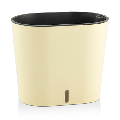 Gardencia cavender(assorted color)