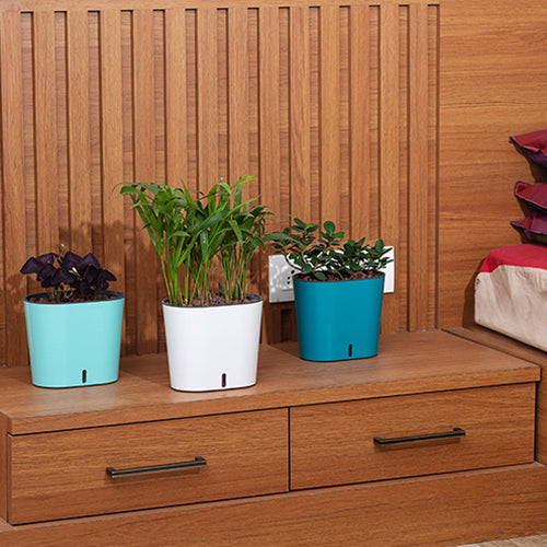 Gardencia cavender(assorted color)