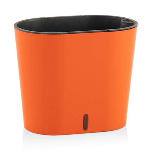 Gardencia cavender(assorted color)