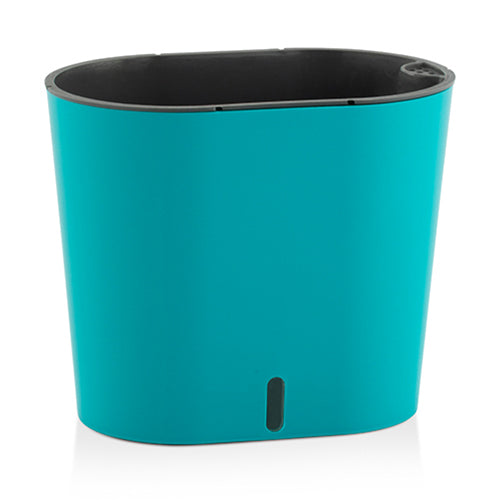 Gardencia cavender(assorted color)