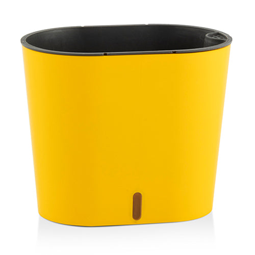 Gardencia cavender(assorted color)