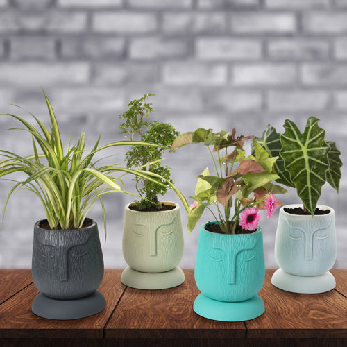Gardencia face kraft(assorted color) - 6inch plastic pot