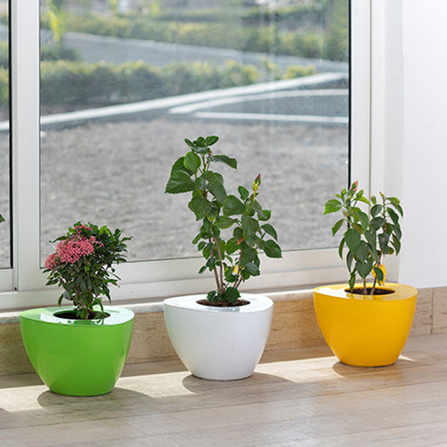 Gardencia triangle(assorted color) - 4inch plastic pot