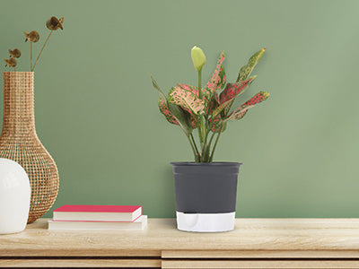 Gardencia gift pot(set of 3 assorted color) - 5inch plastic pot