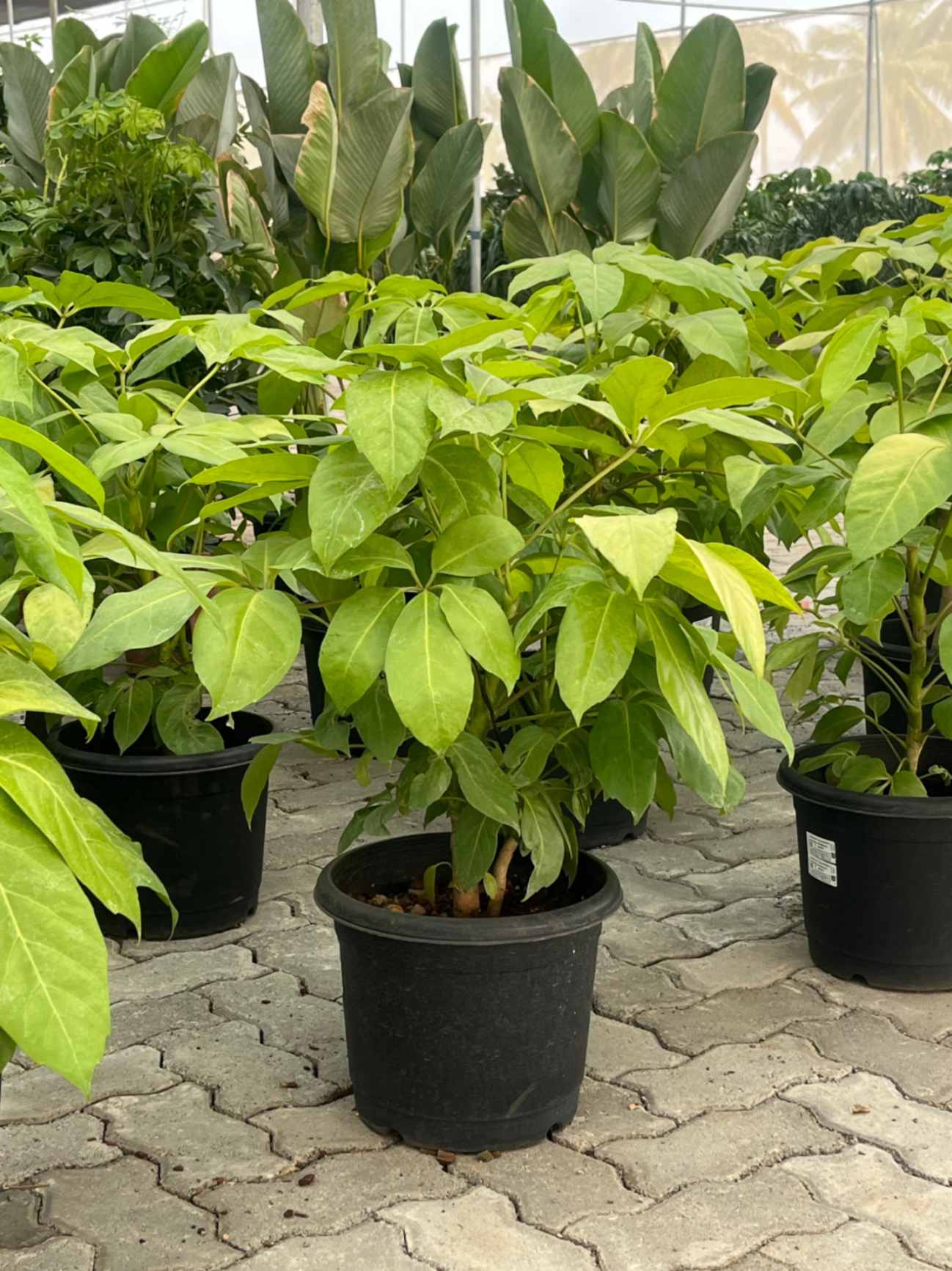 brassia indoor plant Golden Brassia / Schefflera Golden 2 to 3 ft height in 8inch pot – Plantsden