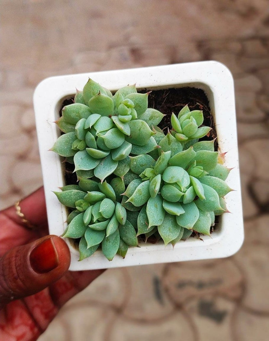 Graptopetalum Macdougallii