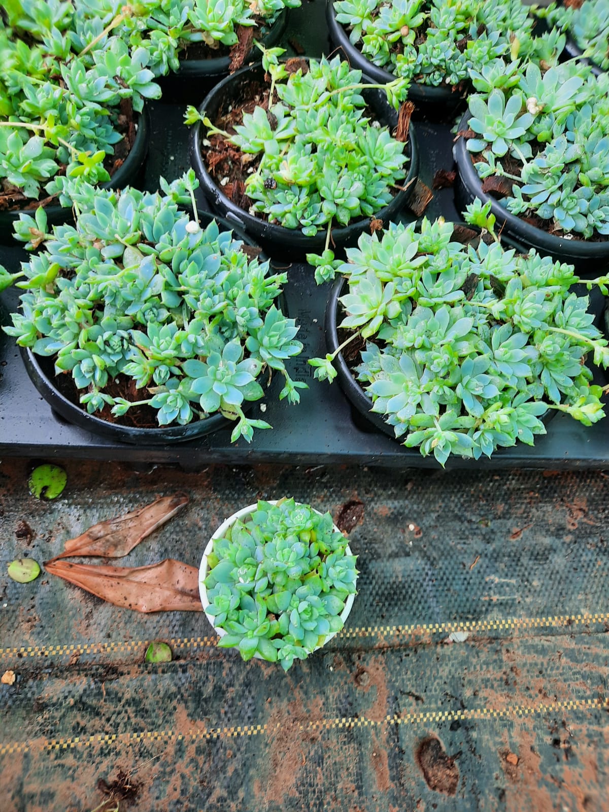 Graptopetalum Macdougallii
