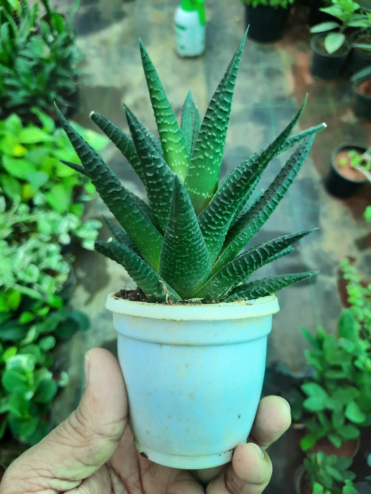 Haworthia herbacea in 3inch pot