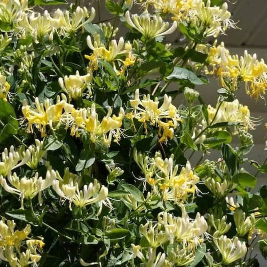 Honeysuckle Creeper in 4inch pot
