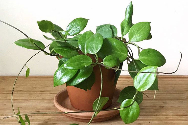 Hoya Carnosa