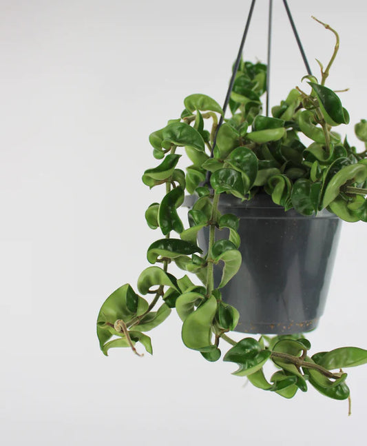 Hoya Hindu rope - in 6inch hanging pot