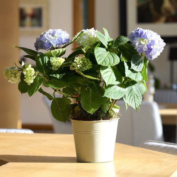 Hydrangea flower plant in 5inch pot (any color flower)
