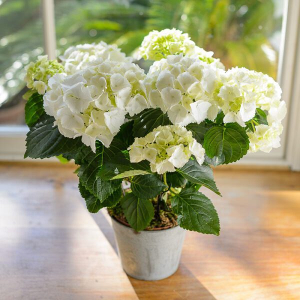 Hydrangea flower plant in 5inch pot (any color flower)