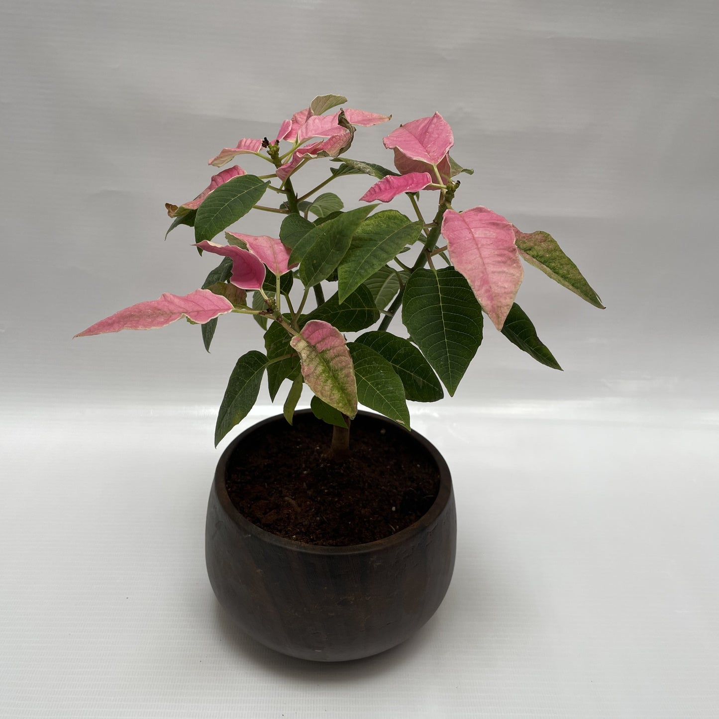 Pink poinsettia in ceramic pot