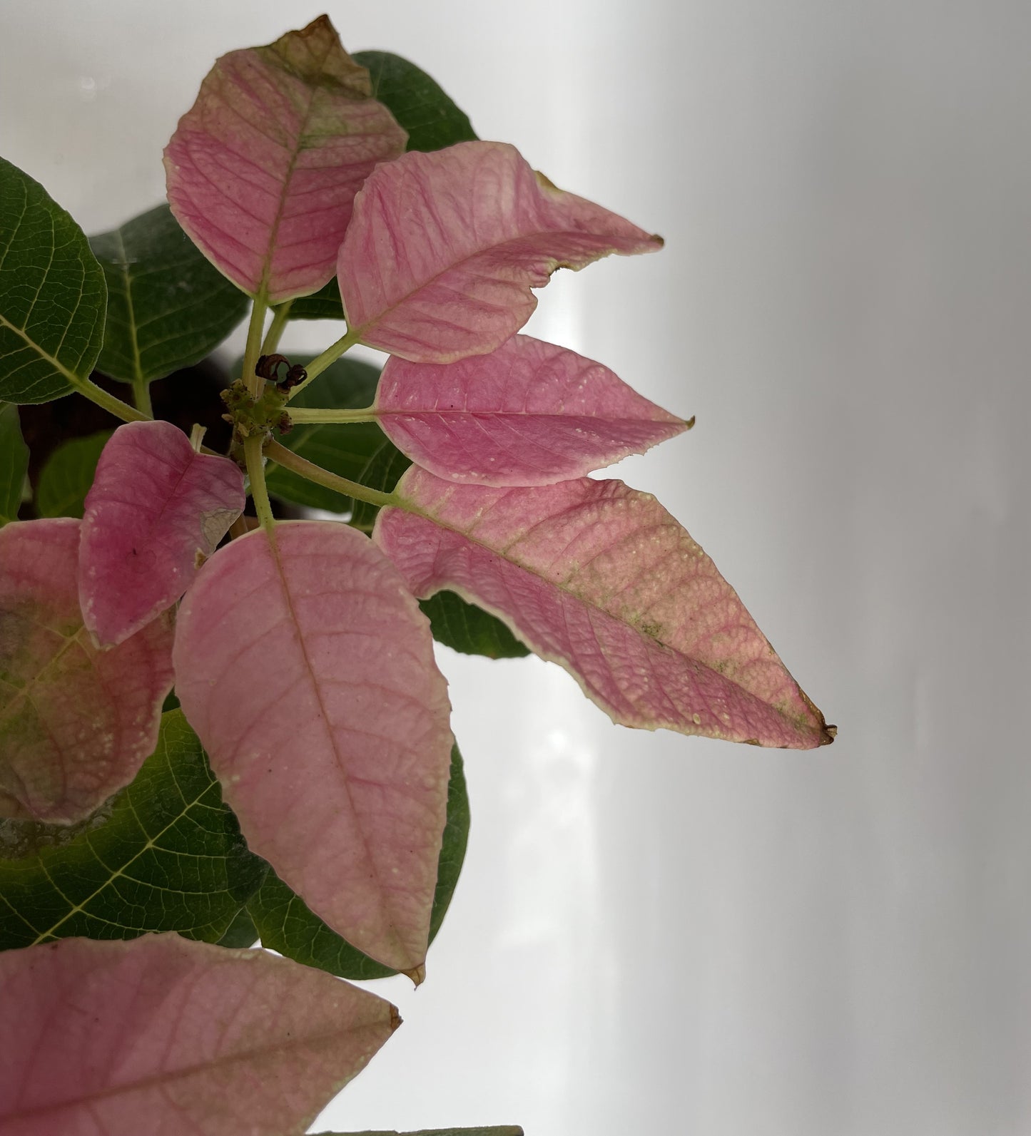 Pink poinsettia in ceramic pot