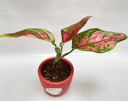 Aglaonema pink beauty in 4inch terracotta pot