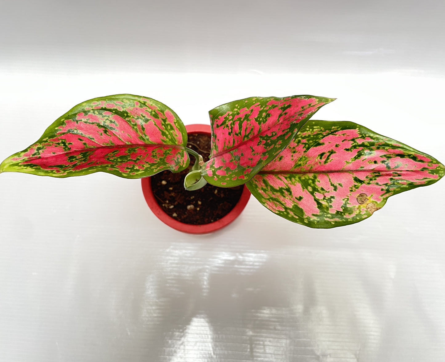 Aglaonema pink beauty in 4inch terracotta pot